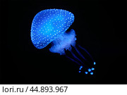 Tropical Jellyfish Phyllorhiza punctata white-spotted jellyfish underwater. Стоковое фото, фотограф Дмитрий Рухленко / Фотобанк Лори