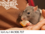 Decorative rats Rattus norvegicus f. domestica and the domesticated form of gray rats. Стоковое фото, фотограф Evgenii Predibailo / Фотобанк Лори