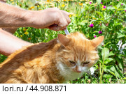 The owner of the animal drips drops from fleas on the withers of his ginger cat. Prevention and treatment of parasites in animals. Стоковое фото, фотограф Коханова Наталья / Фотобанк Лори