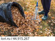 A bunch of autumn leaves and a woman is doing a general cleaning in the garden. In autumn, people clean the lawn of dry leaves. Gardening. Garden cleaning. Стоковое фото, фотограф Photojuli / Фотобанк Лори