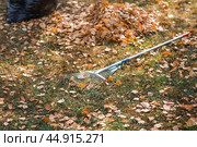A bunch of autumn leaves and a woman is doing a general cleaning in the garden. In autumn, people clean the lawn of dry leaves. Gardening. Garden cleaning. Стоковое фото, фотограф Photojuli / Фотобанк Лори