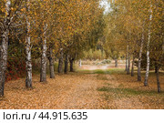 Beautiful autumn landscape. Russian nature and culture. Background of birch trees, wood texture. Birch with falling leaves in late autumn. Стоковое фото, фотограф Photojuli / Фотобанк Лори