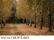 Beautiful autumn landscape. Russian nature and culture. Background of birch trees, wood texture. Birch with falling leaves in late autumn. Стоковое фото, фотограф Photojuli / Фотобанк Лори
