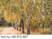 Beautiful autumn landscape. Russian nature and culture. Background of birch trees, wood texture. Birch with falling leaves in late autumn. Стоковое фото, фотограф Photojuli / Фотобанк Лори