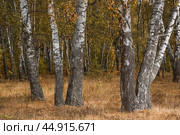 Beautiful autumn landscape. Russian nature and culture. Background of birch trees, wood texture. Birch with falling leaves in late autumn. Стоковое фото, фотограф Photojuli / Фотобанк Лори