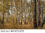 Beautiful autumn landscape. Russian nature and culture. Background of birch trees, wood texture. Birch with falling leaves in late autumn. Стоковое фото, фотограф Photojuli / Фотобанк Лори