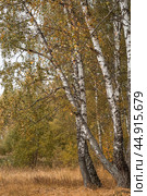 Beautiful autumn landscape. Russian nature and culture. Background of birch trees, wood texture. Birch with falling leaves in late autumn. Стоковое фото, фотограф Photojuli / Фотобанк Лори