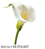 Single white calla lily on a white background. Стоковое AI-изображение, AI-художник Иван Рябоконь / Фотобанк Лори