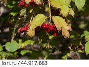 Ripe berries of red viburnum (Viburnum opulus) in a summer garden. Стоковое фото, фотограф Александр Курлович / Фотобанк Лори