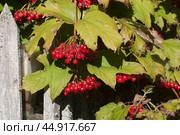 Ripe berries of red viburnum (Viburnum opulus) in a summer garden. Стоковое фото, фотограф Александр Курлович / Фотобанк Лори