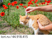 The owner of the animal drips drops from fleas on the withers of his ginger cat. Prevention and treatment of parasites in animals. Стоковое фото, фотограф Коханова Наталья / Фотобанк Лори