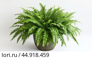 Lush green fern planted in a textured basket on a light background showcasing its vibrant foliage and natural beauty. Стоковое AI-изображение, AI-художник Сергей Толмачёв / Фотобанк Лори
