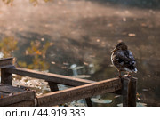 Ducks on the Trubezh river in Pereslavl-Zalessky early in the morning at dawn. Стоковое фото, фотограф Photojuli / Фотобанк Лори