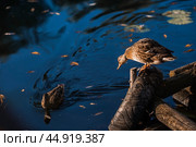 Ducks on the Trubezh river in Pereslavl-Zalessky early in the morning at dawn. Стоковое фото, фотограф Photojuli / Фотобанк Лори