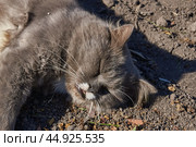Fluffy cat lies on the ground in the yard and basks in the rays of the autumn sun. Стоковое фото, фотограф Андрей Жигальцов / Фотобанк Лори