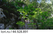 Video of a viburnum bush against a rock background. Стоковое видео, видеограф Сергей Пристяжнюк (Serg Zastavkin) / Фотобанк Лори