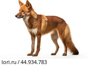 Asiatic wild dog Dhole on white background. Стоковое AI-изображение, AI-художник Veniamin Kraskov / Фотобанк Лори