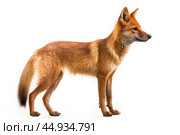 Asiatic wild dog Dhole on white background. Стоковое AI-изображение, AI-художник Veniamin Kraskov / Фотобанк Лори