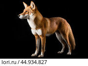 Asiatic wild dog Dhole on black background. Стоковое AI-изображение, AI-художник Veniamin Kraskov / Фотобанк Лори