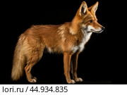 Asiatic wild dog Dhole on black background. Стоковое AI-изображение, AI-художник Veniamin Kraskov / Фотобанк Лори