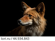 Asiatic wild dog Dhole on black background. Стоковое AI-изображение, AI-художник Veniamin Kraskov / Фотобанк Лори