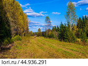 Осенний лесной пейзаж с голубым небом. Редакционное фото, фотограф Сергей Иванов / Фотобанк Лори