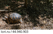 A turtle Astrochelys radiata endemic to Madagascar walks. A shell with beautiful patterns. The neck is stretched out. Top view. Стоковое фото, фотограф Вера Ивановна Кубарева / Фотобанк Лори