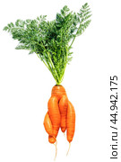 Fresh large red carrots of an unusual form on a white background. Fancy kind of vegetables. Стоковое фото, фотограф Дмитрий Кобзев / Фотобанк Лори