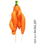 Fresh big red carrot of an unusual shape on an isolated white background. Freakish kind of vegetables. Стоковое фото, фотограф Дмитрий Кобзев / Фотобанк Лори