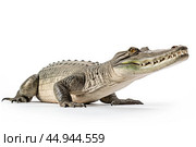 A gharial, a long-snouted crocodile with a narrow muzzle on white background. Стоковое AI-изображение, AI-художник Veniamin Kraskov / Фотобанк Лори