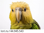 Kakapo parrot on white background. Стоковое AI-изображение, AI-художник Veniamin Kraskov / Фотобанк Лори