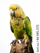 Kakapo parrot on white background. Стоковое AI-изображение, AI-художник Veniamin Kraskov / Фотобанк Лори