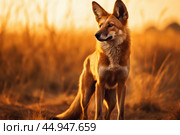 A majestic Maned Wolf stands tall in the golden glow of the South American savannah. Стоковое AI-изображение, AI-художник Veniamin Kraskov / Фотобанк Лори