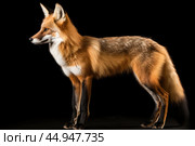 Maned Wolf on black background. Стоковое AI-изображение, AI-художник Veniamin Kraskov / Фотобанк Лори