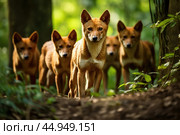 A pack of Dholes, also known as Asiatic wild dogs, in their natural habitat. Стоковое AI-изображение, AI-художник Veniamin Kraskov / Фотобанк Лори