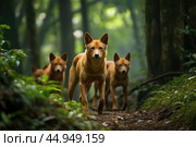 A pack of Dholes, also known as Asiatic wild dogs, in their natural habitat. Стоковое AI-изображение, AI-художник Veniamin Kraskov / Фотобанк Лори