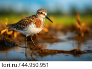 A Spoon-billed Sandpiper, a migratory shorebird, wading in shallow coastal waters. Стоковое AI-изображение, AI-художник Veniamin Kraskov / Фотобанк Лори