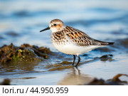 A Spoon-billed Sandpiper, a migratory shorebird, wading in shallow coastal waters. Стоковое AI-изображение, AI-художник Veniamin Kraskov / Фотобанк Лори