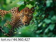A leopard in stealth mode, moving gracefully through the dense foliage. Стоковое AI-изображение, AI-художник Veniamin Kraskov / Фотобанк Лори
