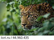 A leopard in stealth mode, moving gracefully through the dense foliage. Стоковое AI-изображение, AI-художник Veniamin Kraskov / Фотобанк Лори