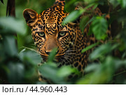 A leopard in stealth mode, moving gracefully through the dense foliage. Стоковое AI-изображение, AI-художник Veniamin Kraskov / Фотобанк Лори
