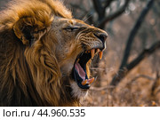 A lion in mid-roar, showcasing the raw power and vocal prowess. Стоковое AI-изображение, AI-художник Veniamin Kraskov / Фотобанк Лори