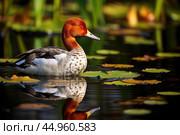 The elusive Madagascar Pochard, a rare and endangered duck species. Стоковое AI-изображение, AI-художник Veniamin Kraskov / Фотобанк Лори