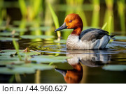 The elusive Madagascar Pochard, a rare and endangered duck species. Стоковое AI-изображение, AI-художник Veniamin Kraskov / Фотобанк Лори