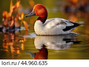 The elusive Madagascar Pochard, a rare and endangered duck species. Стоковое AI-изображение, AI-художник Veniamin Kraskov / Фотобанк Лори