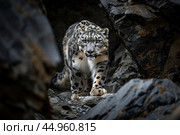 A snow leopard displaying its stealth and predatory instincts in the shadows of a rocky landscape. Стоковое AI-изображение, AI-художник Veniamin Kraskov / Фотобанк Лори