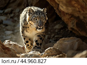 A snow leopard displaying its stealth and predatory instincts in the shadows of a rocky landscape. Стоковое AI-изображение, AI-художник Veniamin Kraskov / Фотобанк Лори