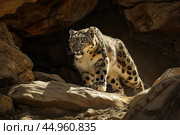 A snow leopard displaying its stealth and predatory instincts in the shadows of a rocky landscape. Стоковое AI-изображение, AI-художник Veniamin Kraskov / Фотобанк Лори