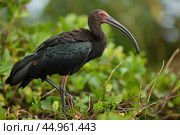 The exquisite details of the Northern Bald Ibis. Стоковое AI-изображение, AI-художник Veniamin Kraskov / Фотобанк Лори