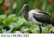 The exquisite details of the Northern Bald Ibis. Стоковое AI-изображение, AI-художник Veniamin Kraskov / Фотобанк Лори